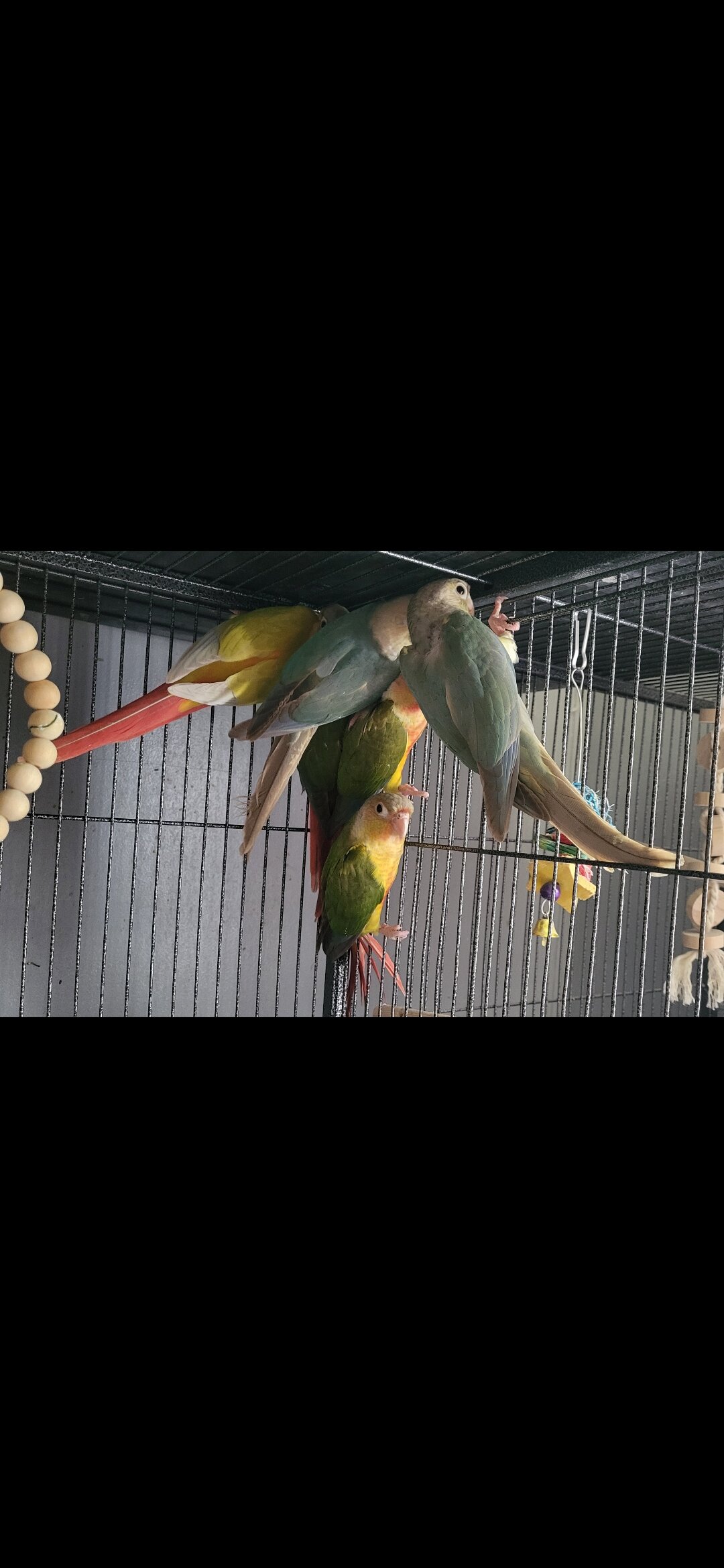 Baby pineapple conures image 2