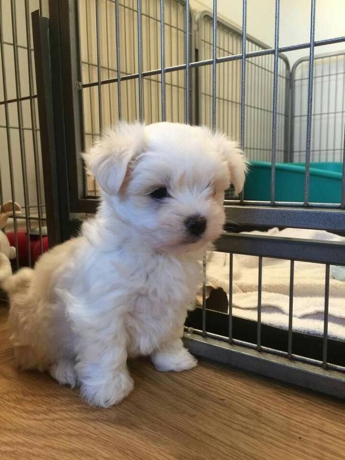 Home raised Maltese Puppies for re-homing image 1