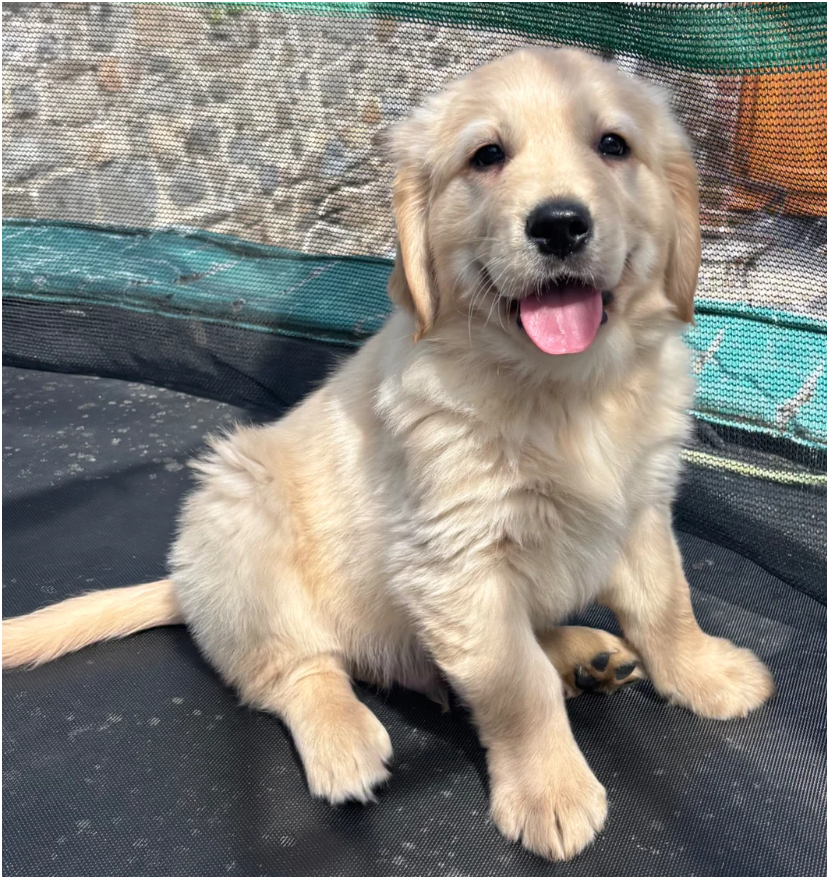Golden retriever pups health tested parents image 1
