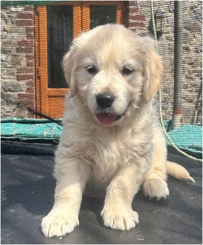 Golden retriever pups health tested parents image 2
