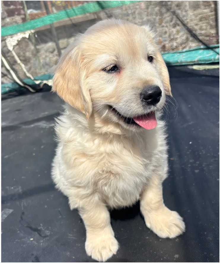 Golden retriever pups health tested parents image 3