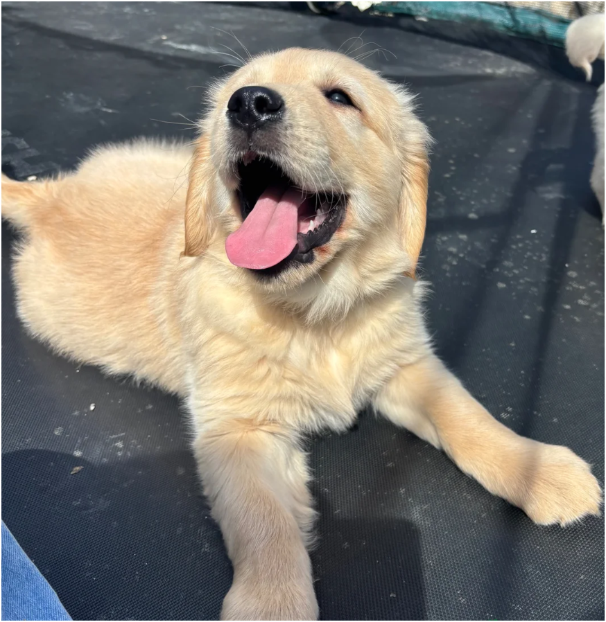 Golden retriever pups health tested parents image 4