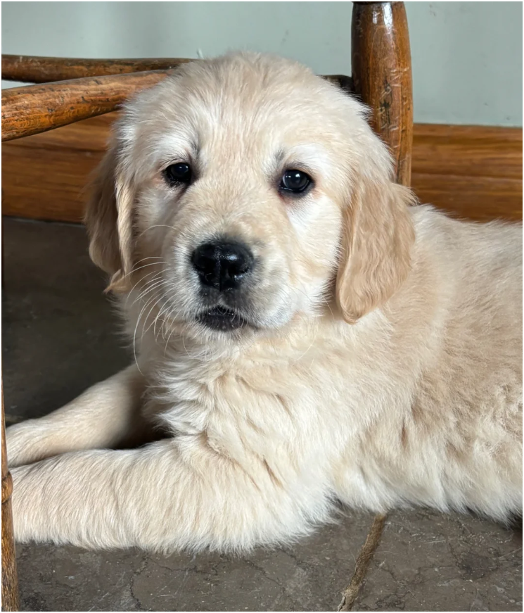 Golden retriever pups health tested parents image 5