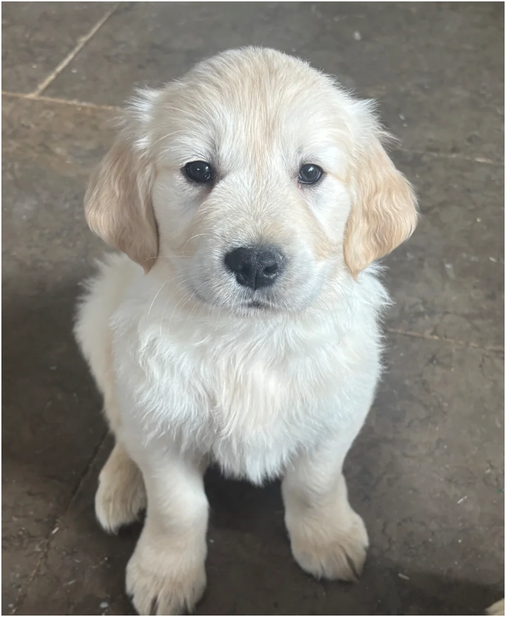 Golden retriever pups health tested parents image 6