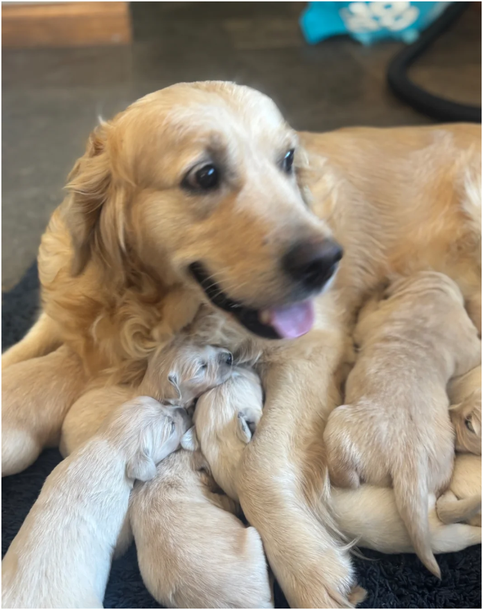 Golden retriever pups health tested parents image 7