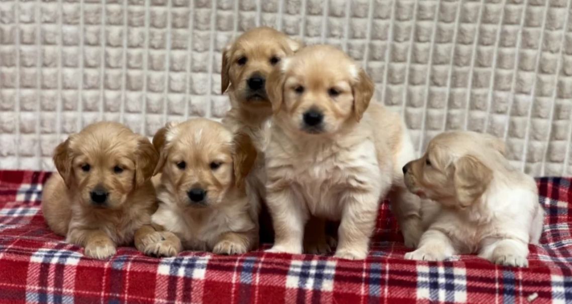 GORGEOUS GOLDEN RETRIEVER PUPPIES image 1