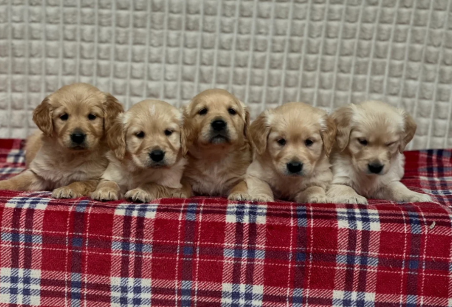 GORGEOUS GOLDEN RETRIEVER PUPPIES image 2