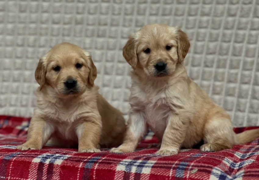 GORGEOUS GOLDEN RETRIEVER PUPPIES image 3