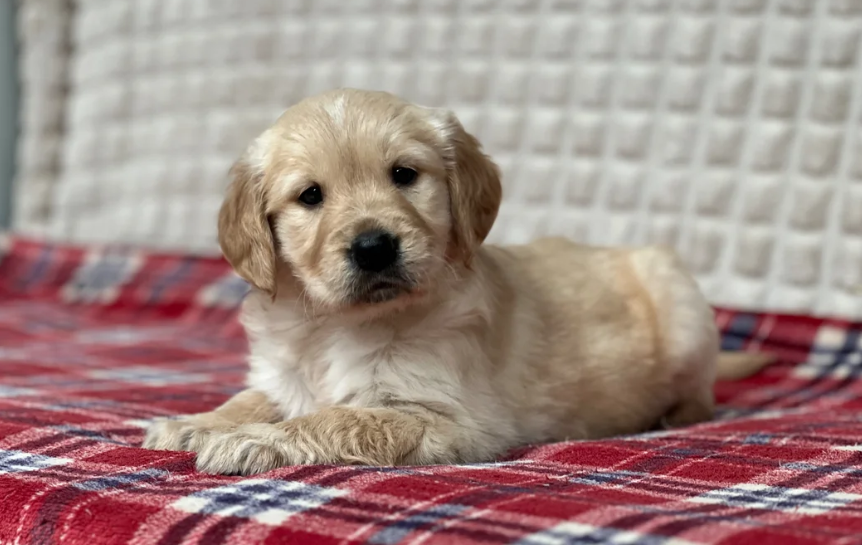 GORGEOUS GOLDEN RETRIEVER PUPPIES image 4