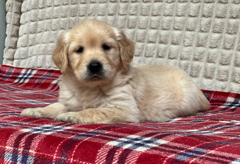 GORGEOUS GOLDEN RETRIEVER PUPPIES image 5