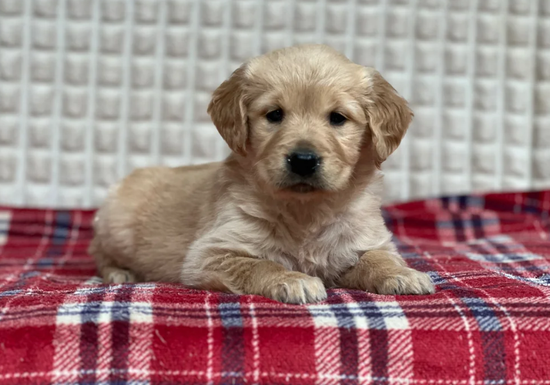 GORGEOUS GOLDEN RETRIEVER PUPPIES image 6