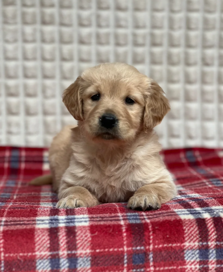 GORGEOUS GOLDEN RETRIEVER PUPPIES image 7