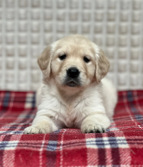 GORGEOUS GOLDEN RETRIEVER PUPPIES image 8