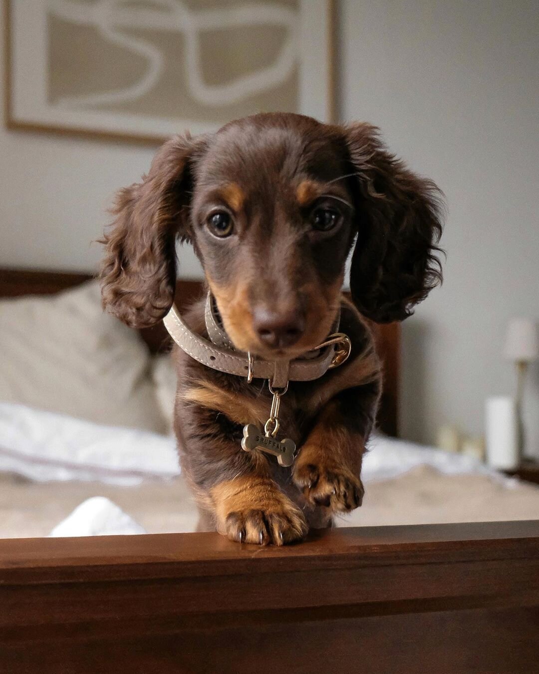 Gorgeous dachshund puppies available image 1