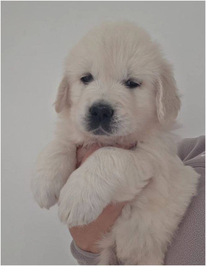 Extensively Health Tested Golden Retriever image 1