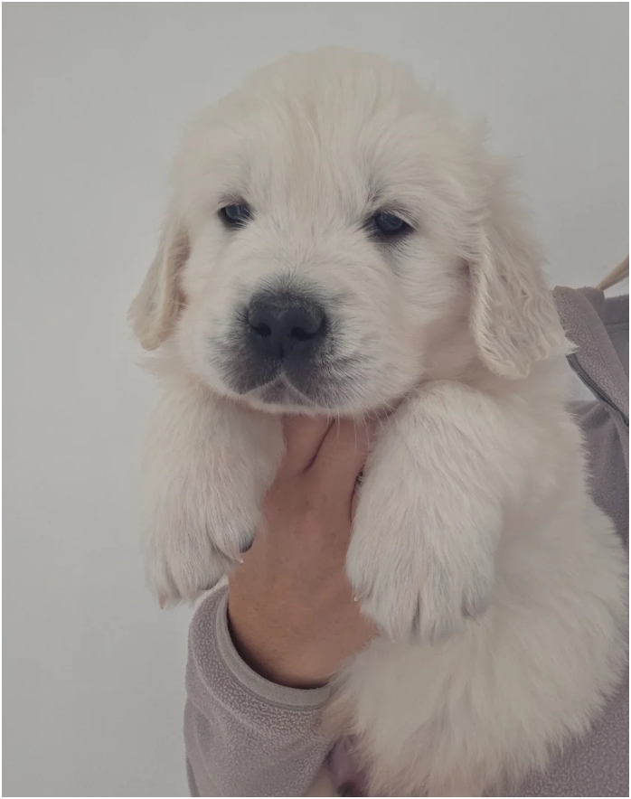 Extensively Health Tested Golden Retriever image 2