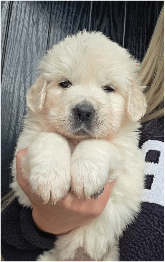 Extensively Health Tested Golden Retriever image 3