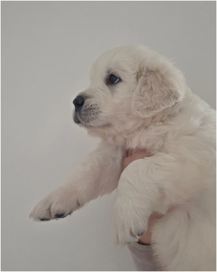 Extensively Health Tested Golden Retriever image 4