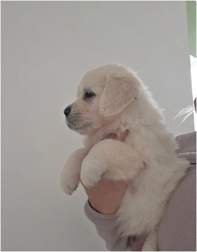 Extensively Health Tested Golden Retriever image 5