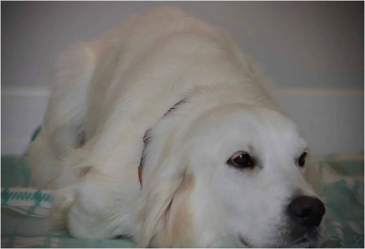 Extensively Health Tested Golden Retriever image 6