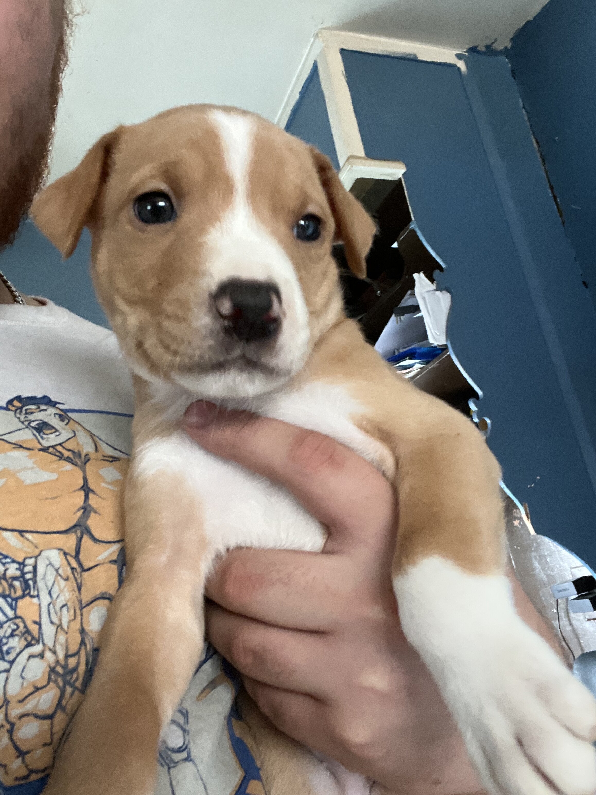 Pitbull image 7