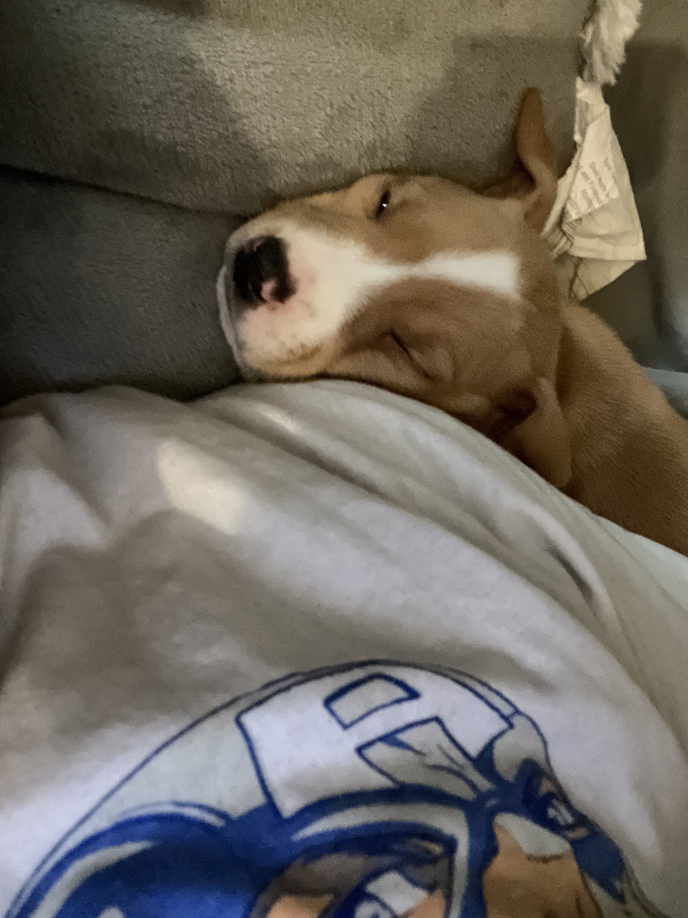 Pitbull image 6