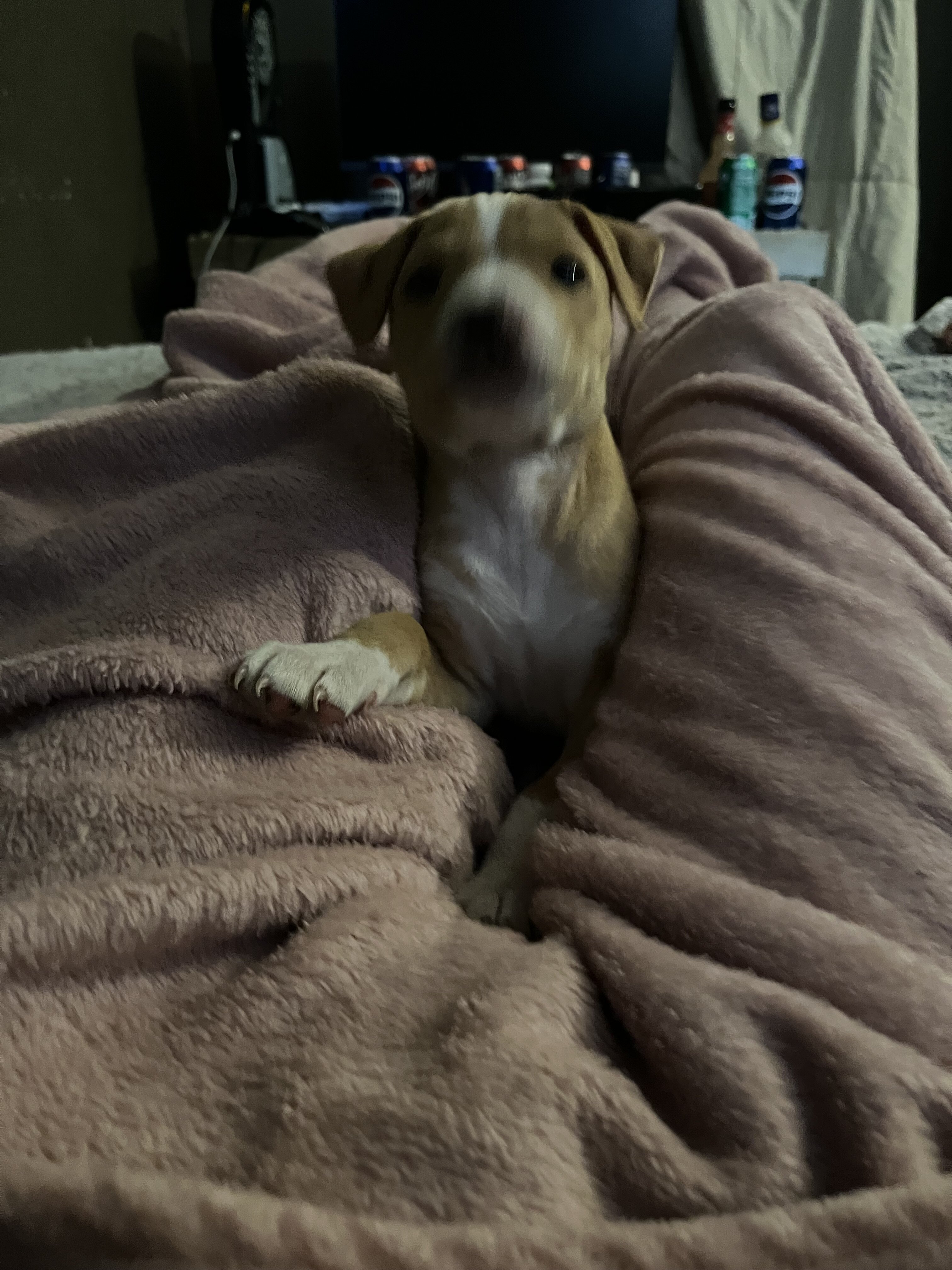 Pitbull image 5