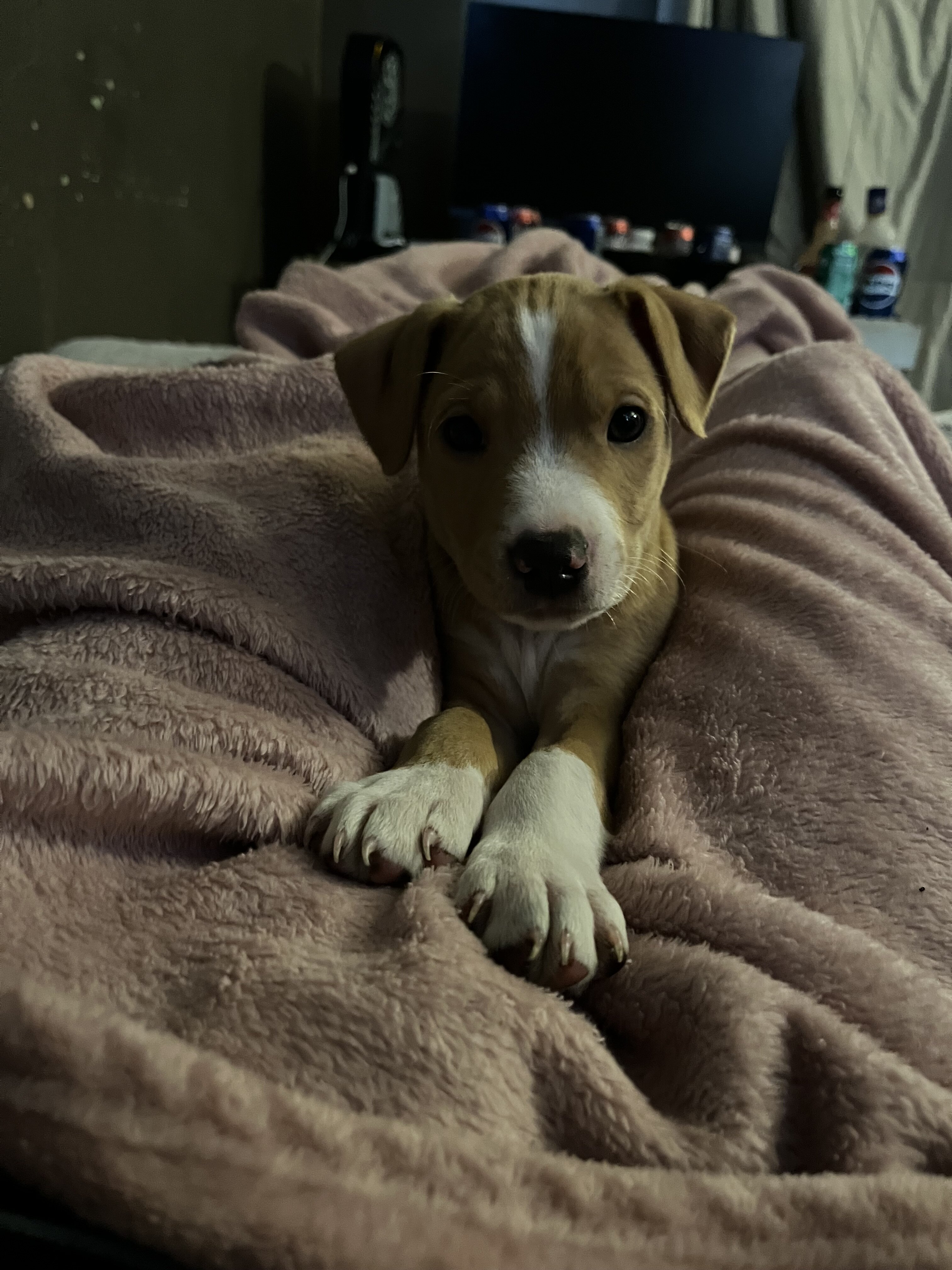 Pitbull image 3