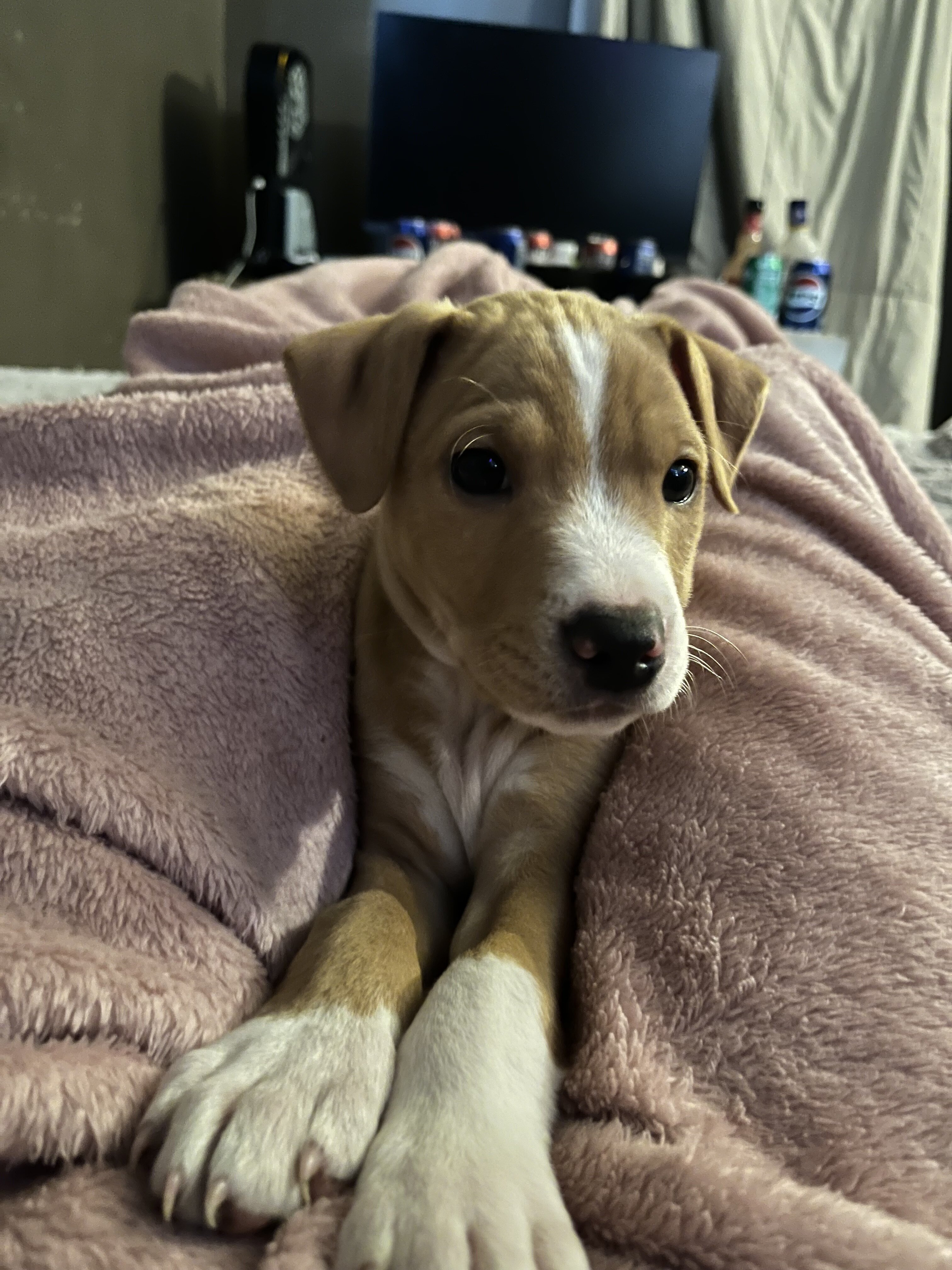 Pitbull image 2