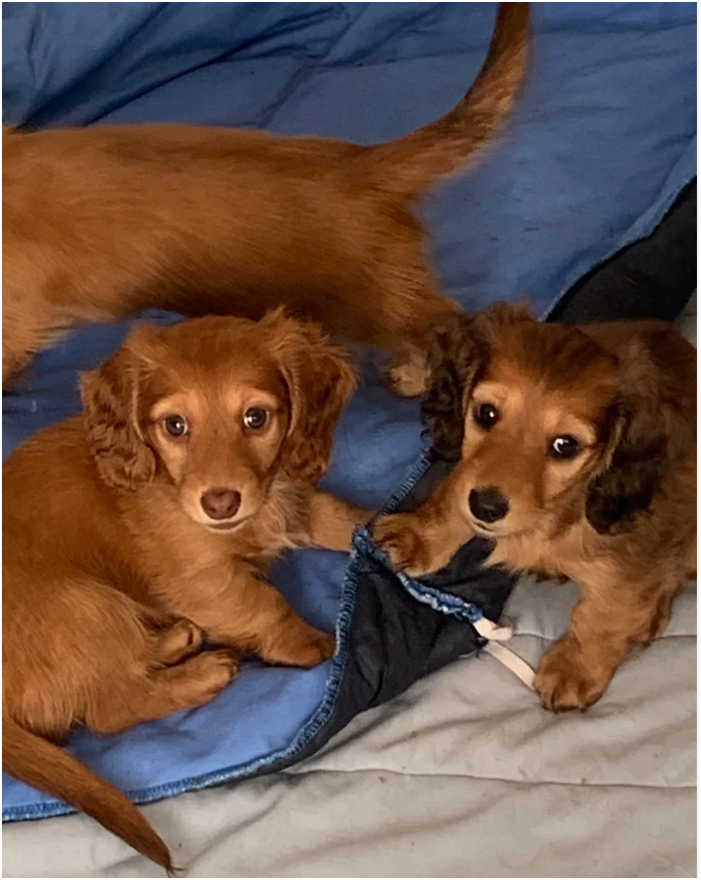 Miniature longhaired dachshund Puppies image 1