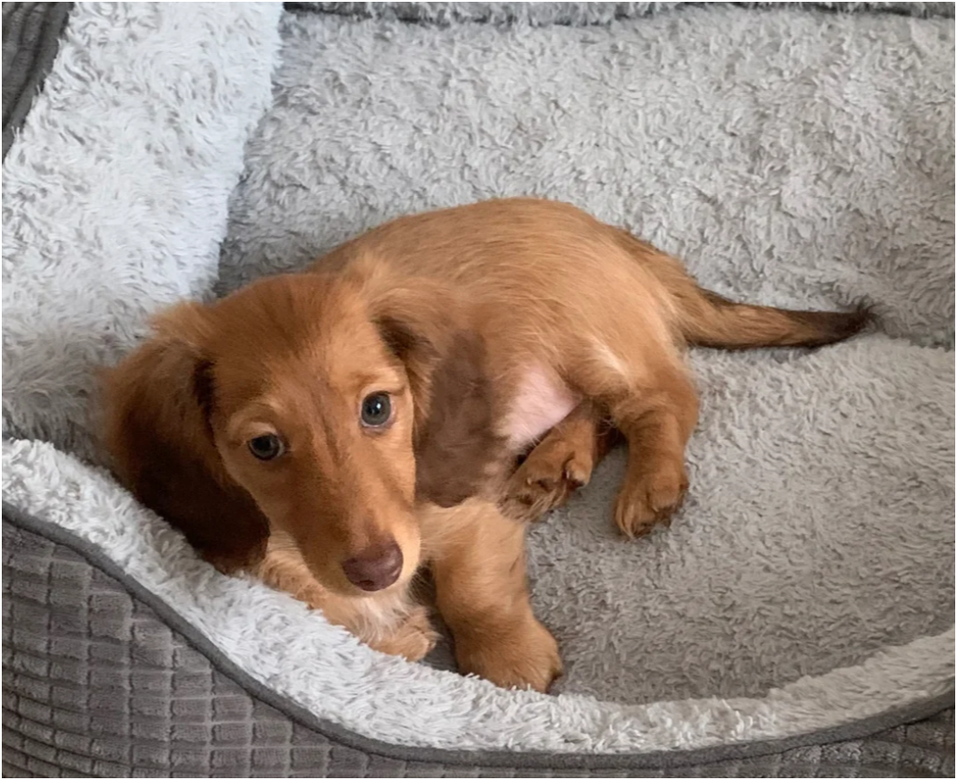 Miniature longhaired dachshund Puppies image 2