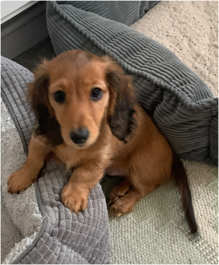 Miniature longhaired dachshund Puppies image 3