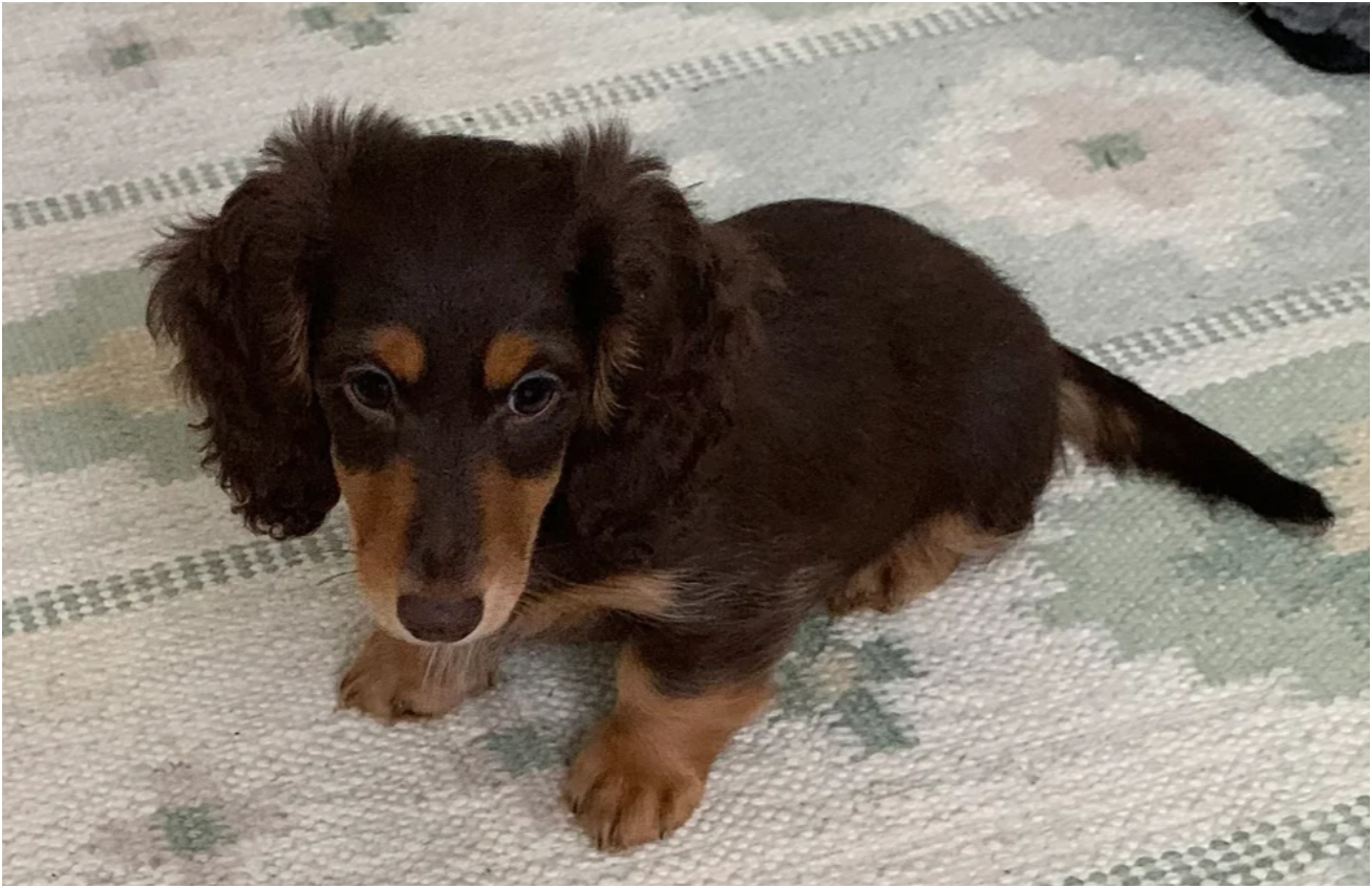 Miniature longhaired dachshund Puppies image 4