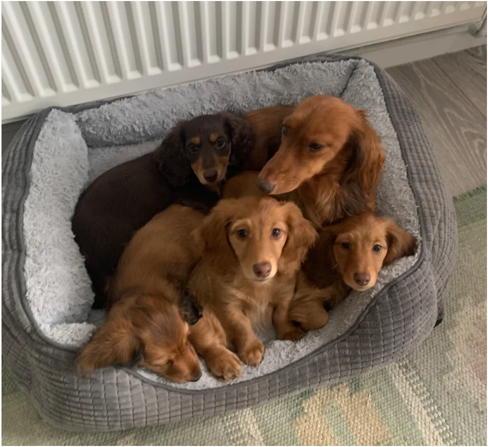 Miniature longhaired dachshund Puppies image 5