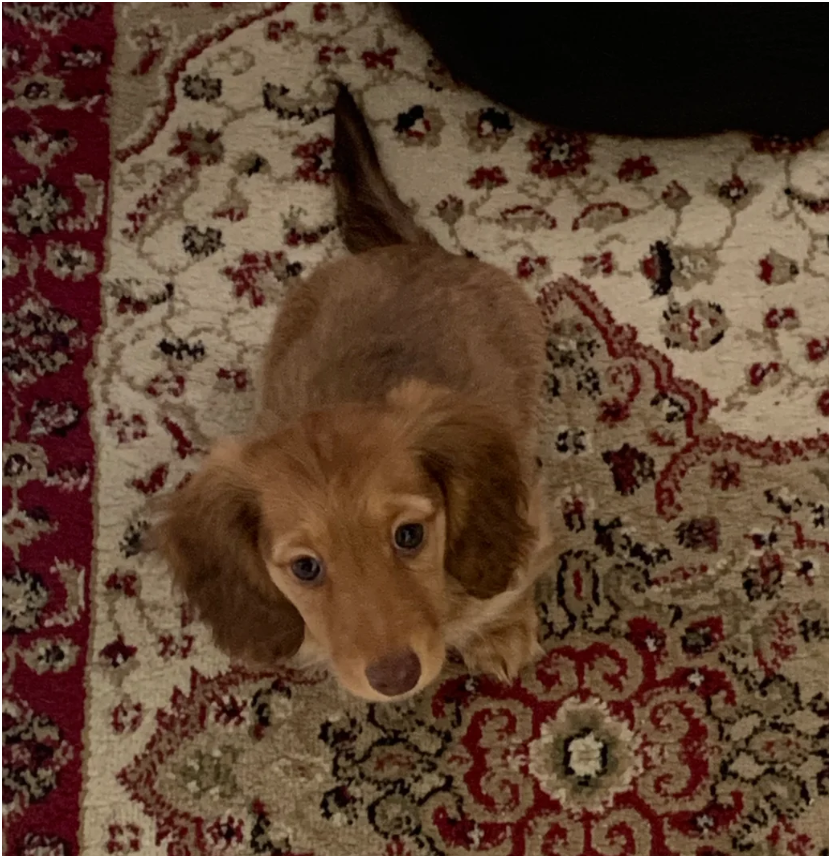 Miniature longhaired dachshund Puppies image 6