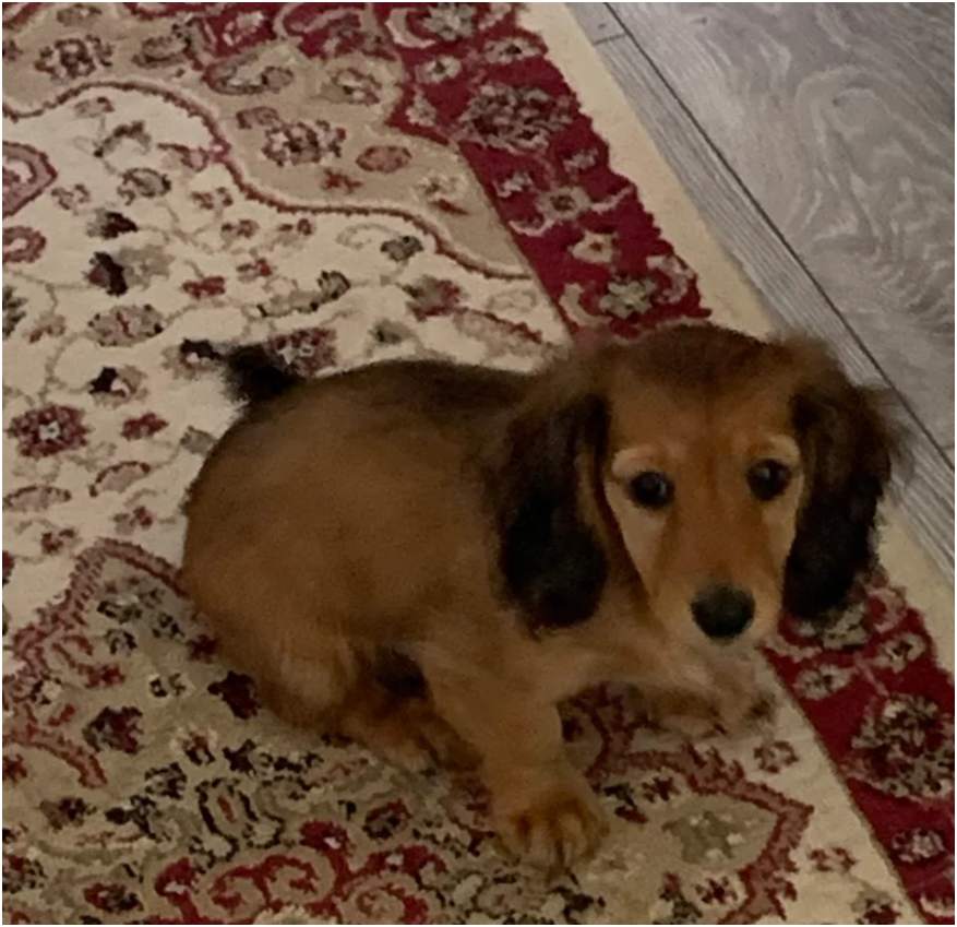 Miniature longhaired dachshund Puppies image 7