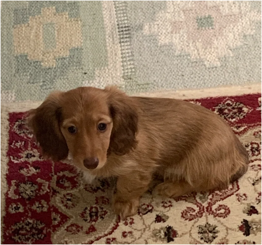 Miniature longhaired dachshund Puppies image 8