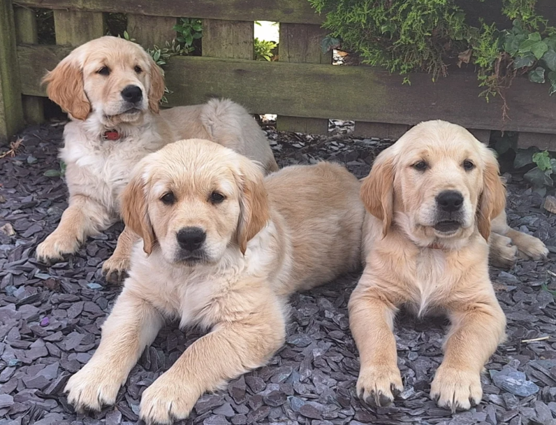 READY NOW Beautiful Golden Retriever puppies image 2