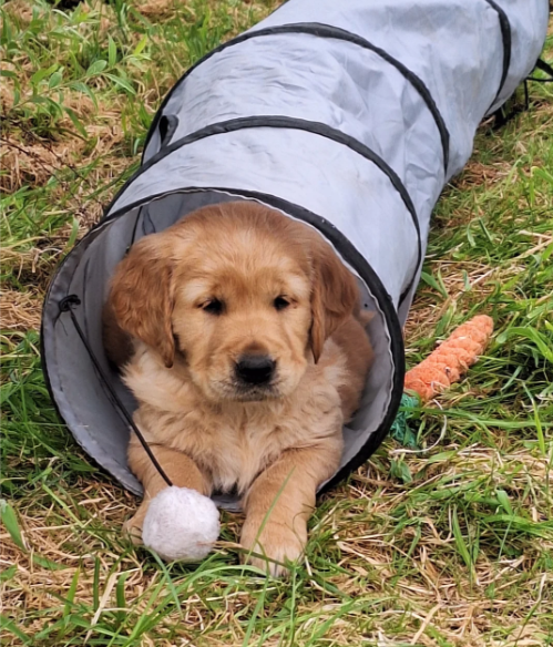 READY NOW Beautiful Golden Retriever puppies image 4