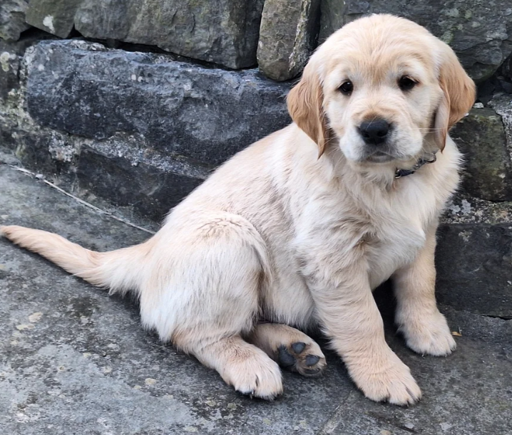 READY NOW Beautiful Golden Retriever puppies image 5