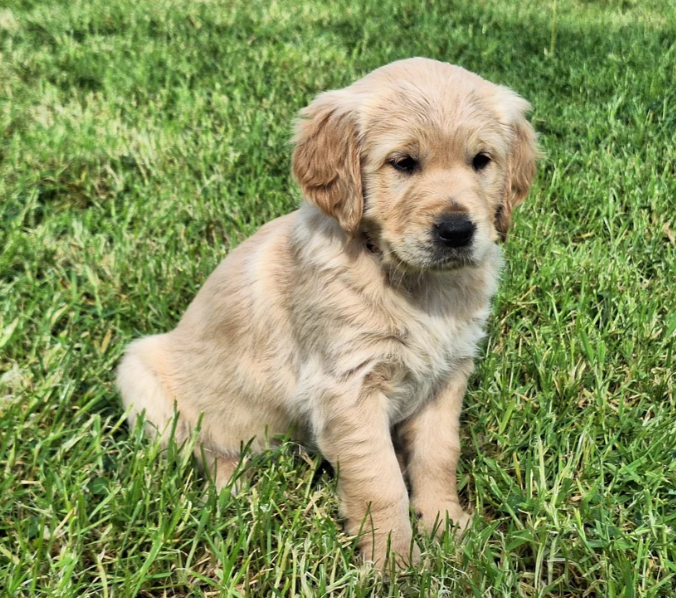 READY NOW Beautiful Golden Retriever puppies image 6