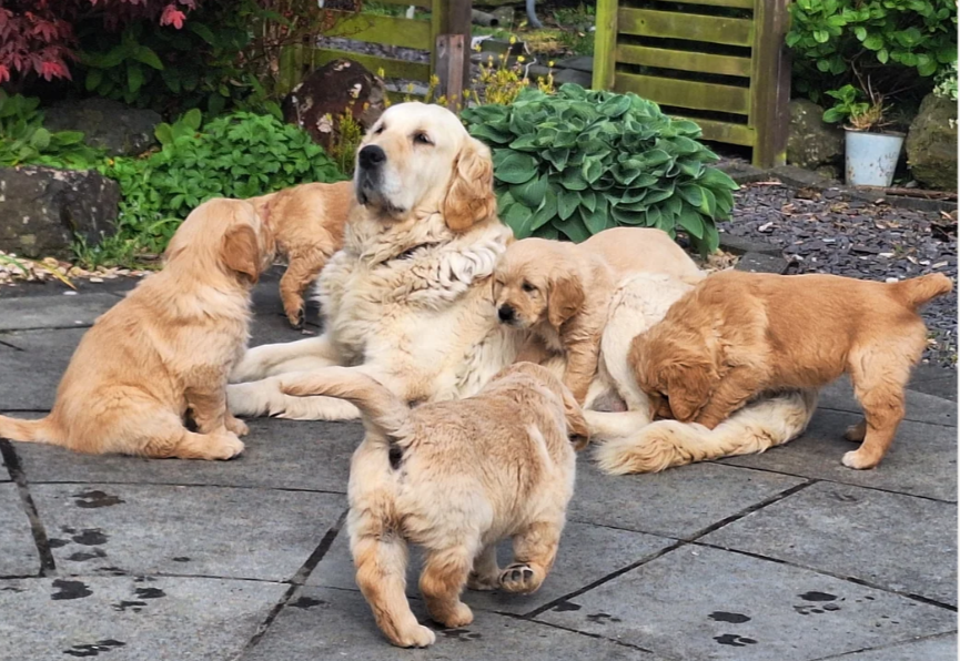 READY NOW Beautiful Golden Retriever puppies image 7