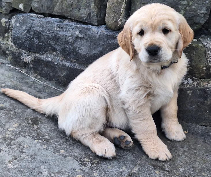 READY NOW Beautiful Golden Retriever puppies image 8