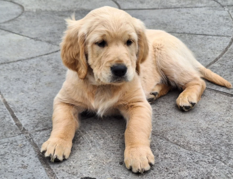 READY NOW Beautiful Golden Retriever puppies image 9