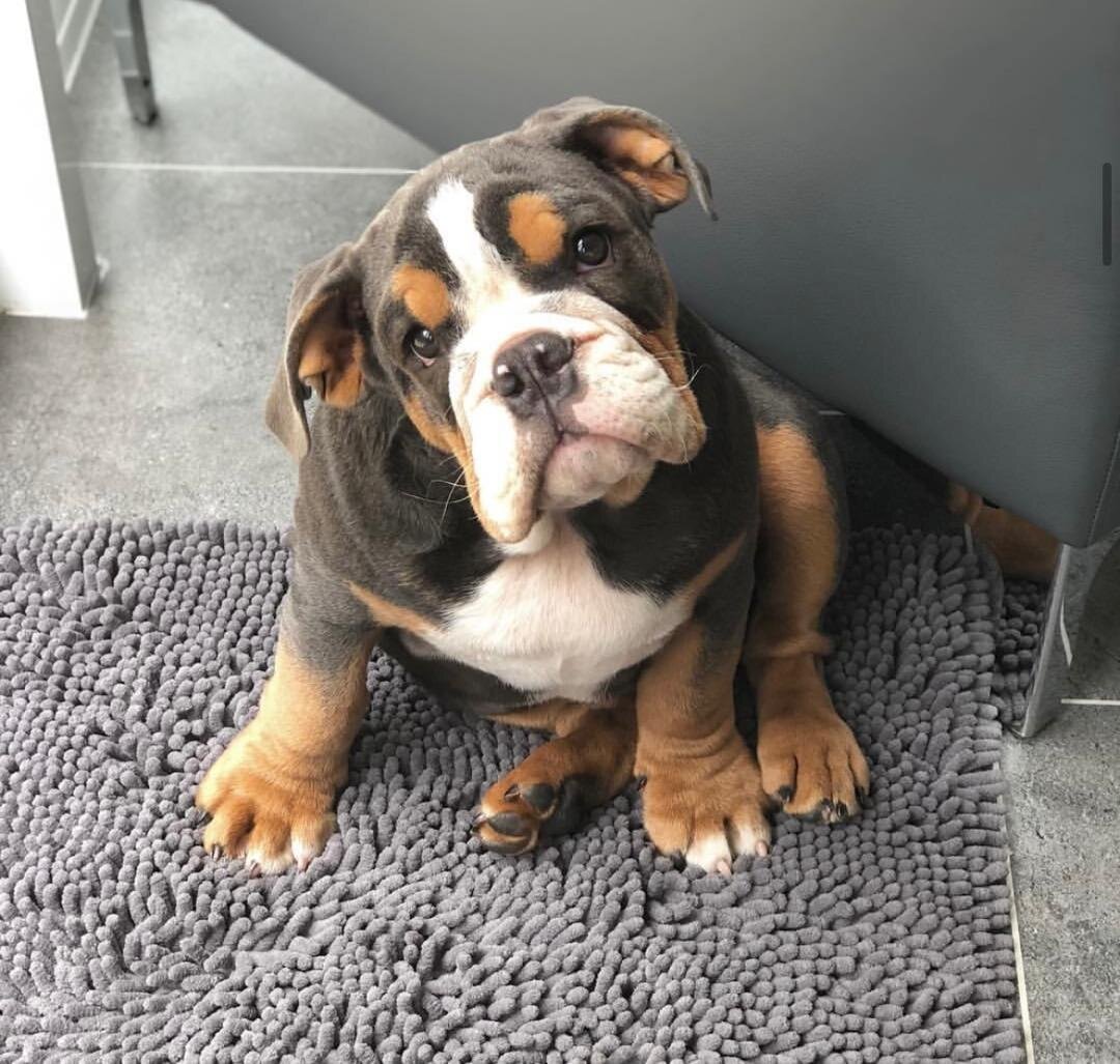 Gorgeous English bulldog puppies image 1
