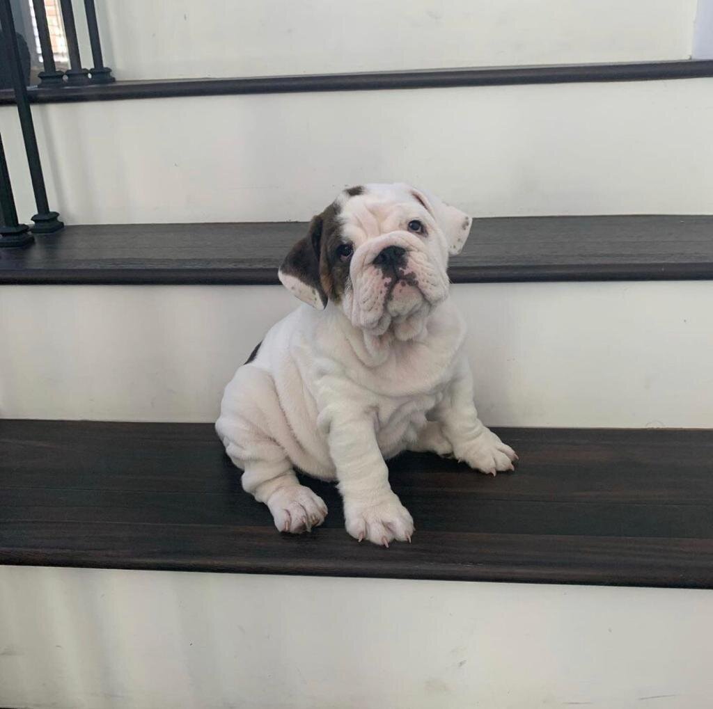 Charming English bulldog puppies image 1