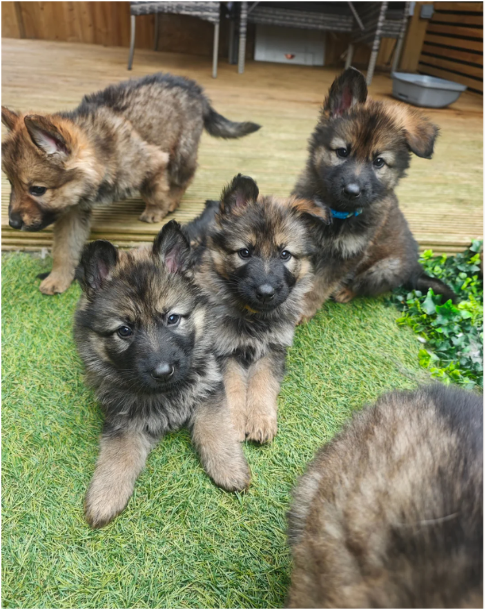 Purebred XL Long-Hair GSD Puppies image 1