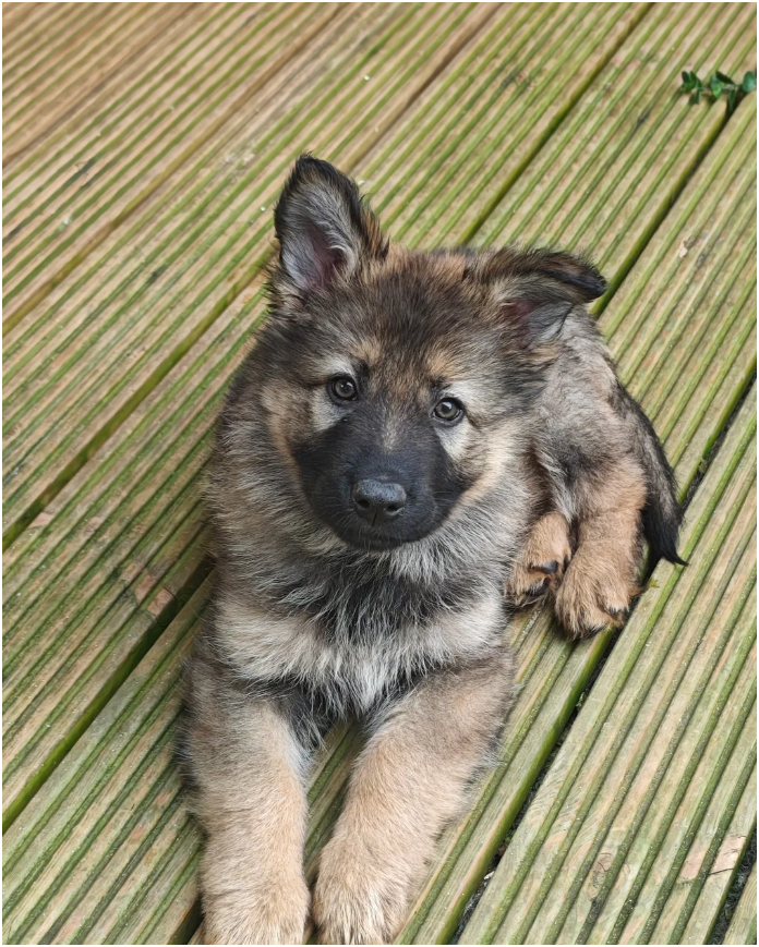 Purebred XL Long-Hair GSD Puppies image 2