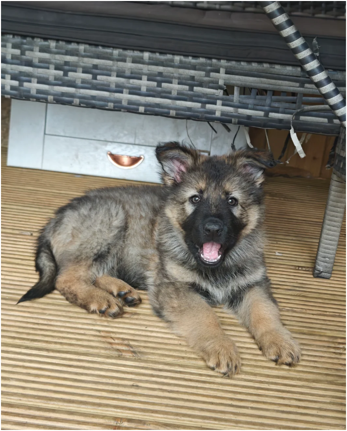 Purebred XL Long-Hair GSD Puppies image 3