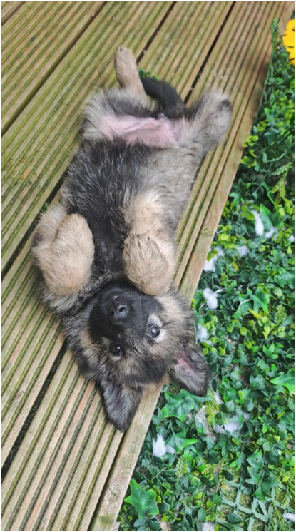 Purebred XL Long-Hair GSD Puppies image 4